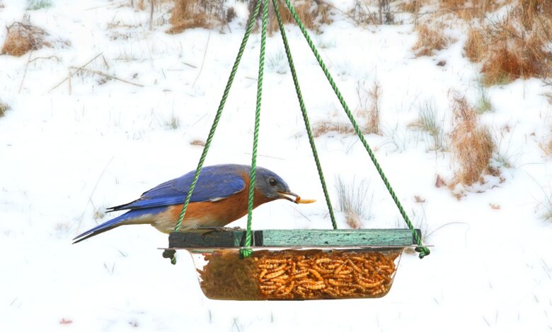 Nourrir les oiseaux bleus pourrait les aider de façon surprenante