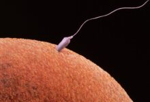 Reproduction sexuelle - Gamètes et fécondation