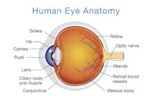 Structure et fonction de l'œil humain