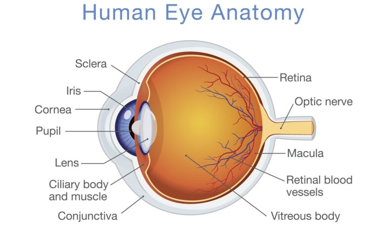 Structure et fonction de l'œil humain