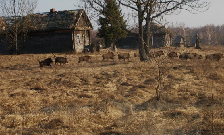 Tchernobyl est devenu un "sanctuaire de la faune accidentelle" qui prospère avec la vie