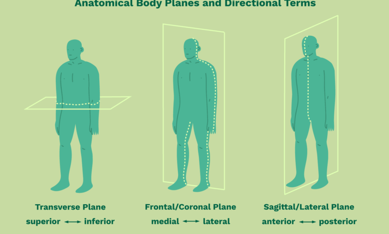 Termes directionnels anatomiques et plans corporels