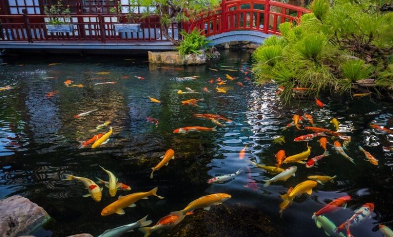 Many koi fish in a large pond