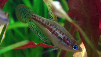 Gourami pygmée : Soins, compagnons de réservoir, taille, et plus encore !