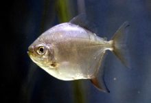 Metynnis hypsauchen (dollar d'argent) : soins, compagnons d'aquarium, taille et plus encore