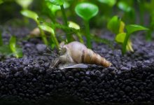 A Malaysian trumpet snail preparing to dig in the substrate