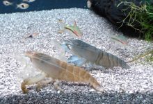 Two Vampire Shrimp filter feeding in an aquarium
