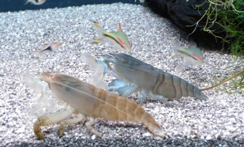Two Vampire Shrimp filter feeding in an aquarium