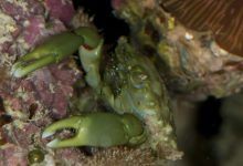 A female emerald crab