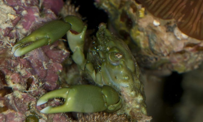 A female emerald crab