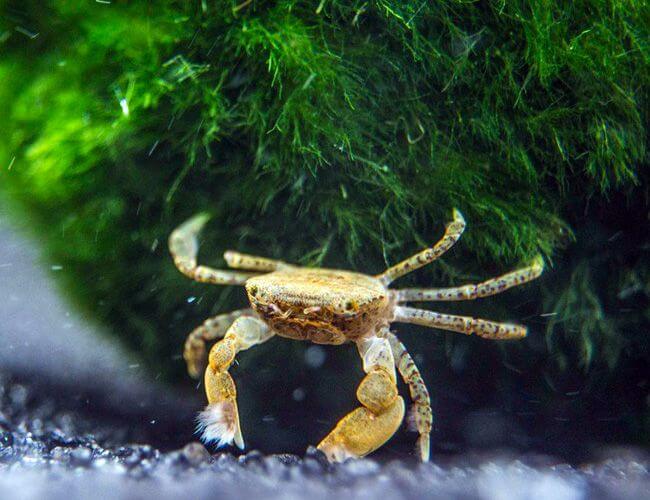 Crabe Pom Pom d'eau douce à la recherche de nourriture sur le substrat