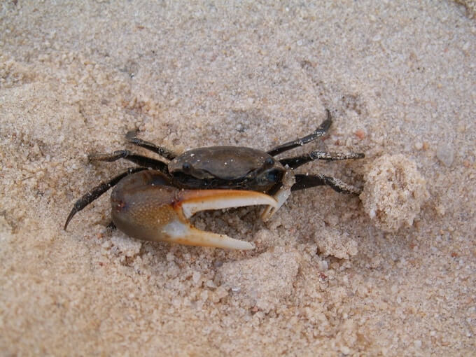 Un crabe violoniste creusant dans le sable