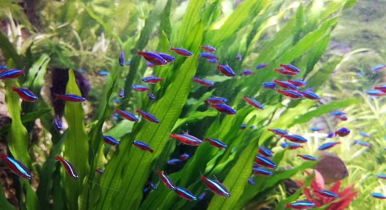 An Amazon sword plant with freshwater plants swimming by it