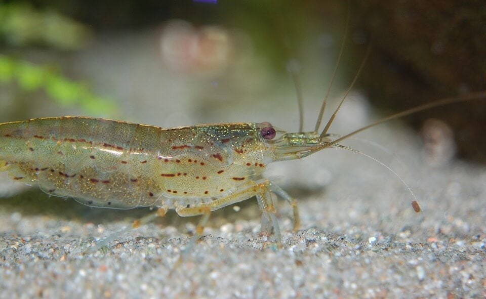 Crevettes Amano marchant sur le sol du réservoir
