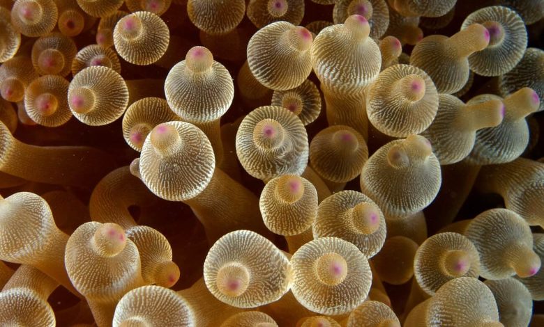 Close up view of a bubble tip anemone