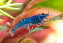 A Blue Velvet Shrimp sitting on a plant leaf