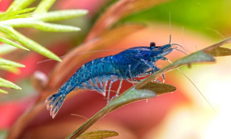 A Blue Velvet Shrimp sitting on a plant leaf