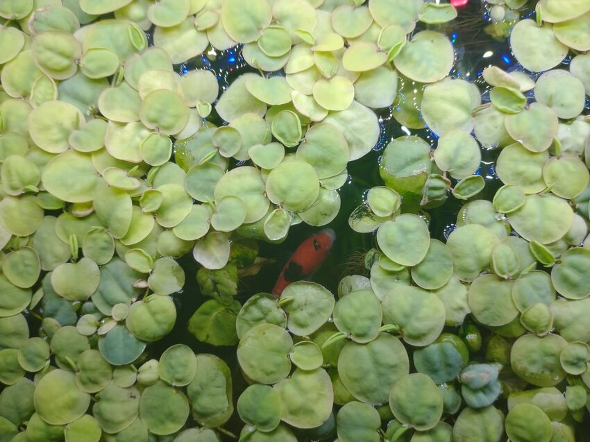 Plusieurs plantes d'aquariums flottants à racines rouges avec des poissons nageant en dessous
