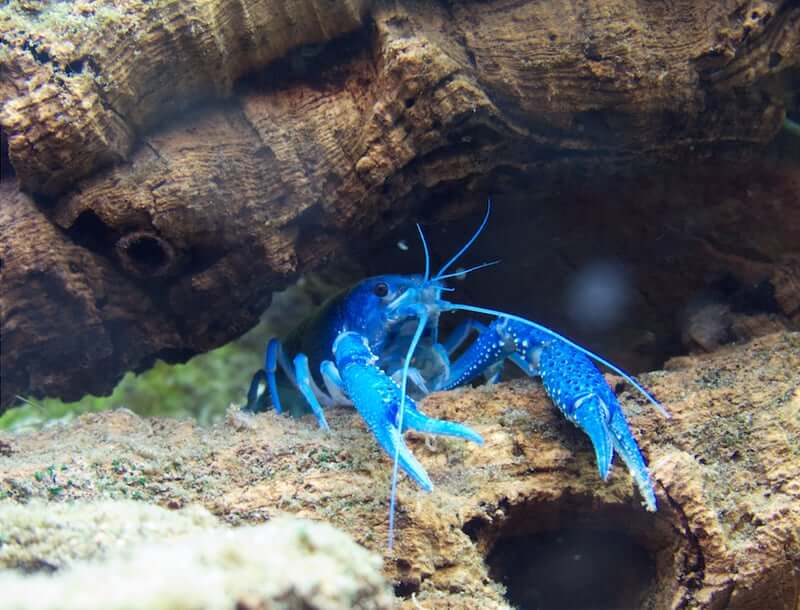 Procambarus alleni au fond de l'aquarium
