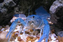 An Electric Blue Crayfish looking directly at the camera