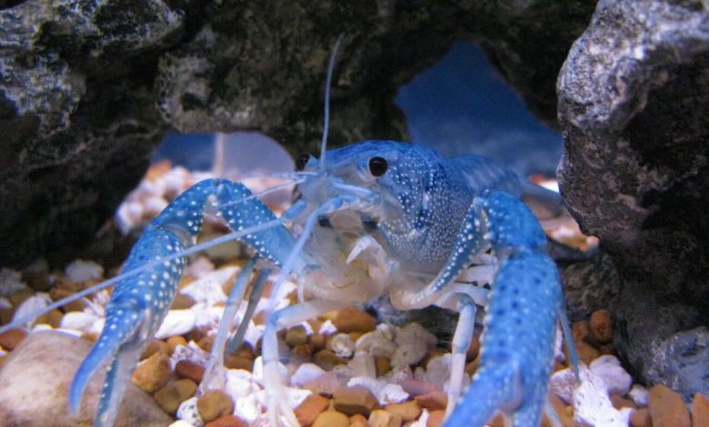 An Electric Blue Crayfish looking directly at the camera