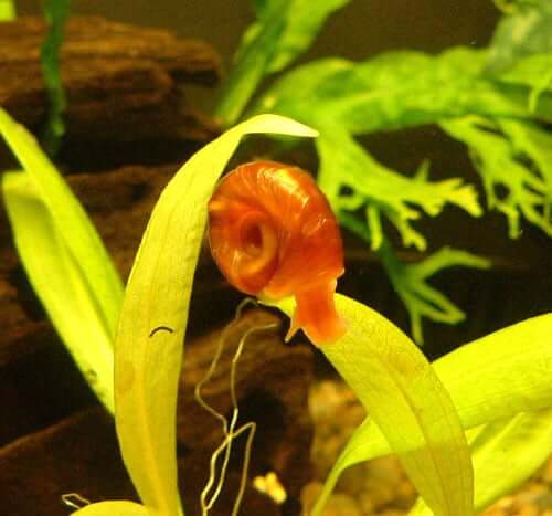 Un escargot Ramshorn grimpant sur une plante