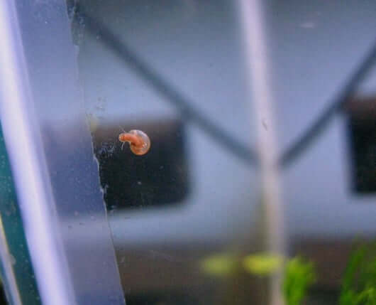 Un bébé escargot Ramshorn sur le verre d'un aquarium