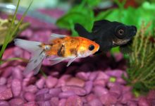 A goldfish turning black next to a completely black goldfish