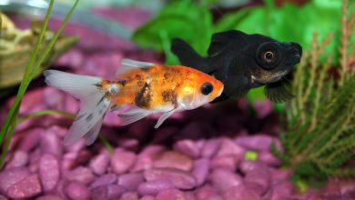A goldfish turning black next to a completely black goldfish