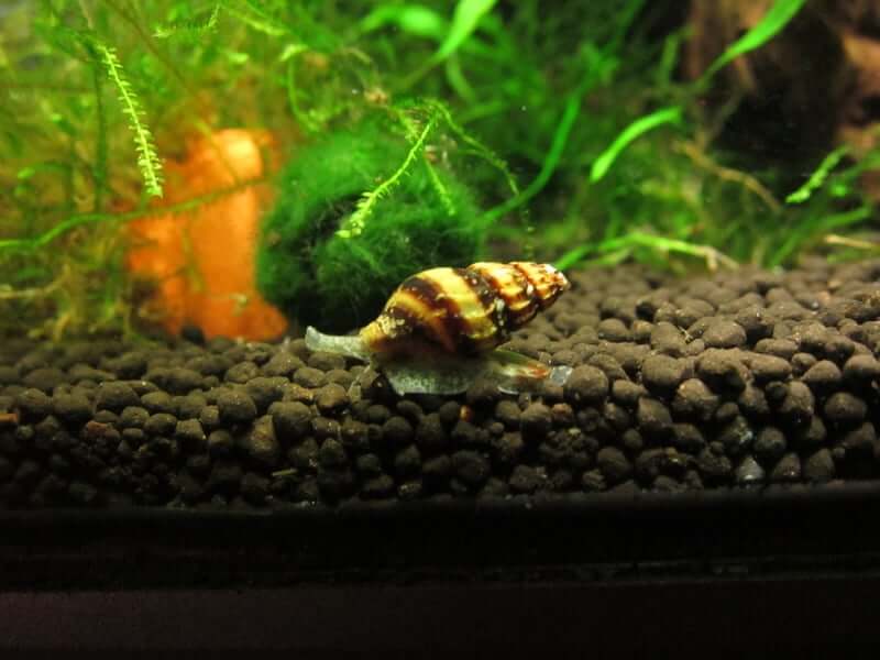 Un escargot assassin se déplaçant autour d'un substrat qui n'est pas idéal
