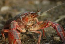 Crayfish searching for something to eat