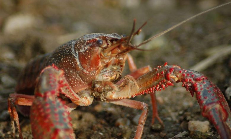 Crayfish searching for something to eat
