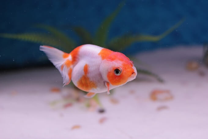 Un poisson rouge de fantaisie avec une durée de vie plus courte