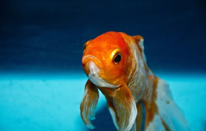 Un poisson rouge nageant dans un grand réservoir avec de l'eau propre