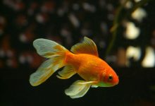 A Goldfish on pace for a long lifespan