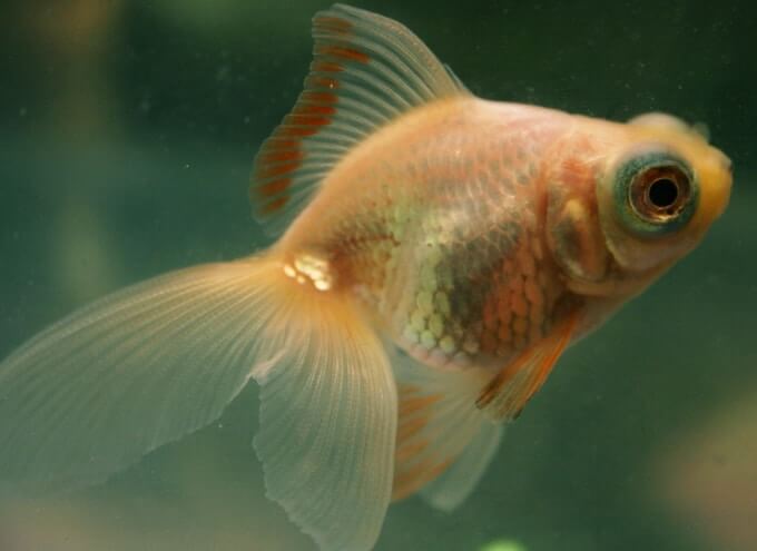 Un poisson rouge devenant plus blanc et pâle en raison des conditions d'éclairage