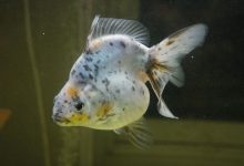 A goldfish in the later stages of turning white