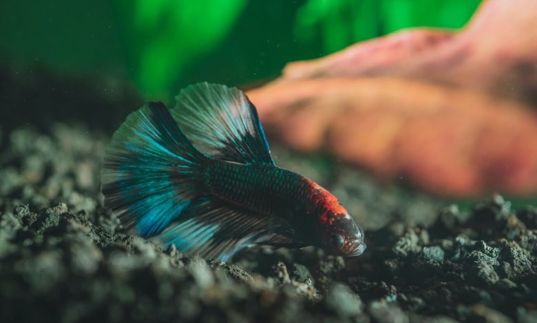 A betta swimming in a slightly cloudy fish tank
