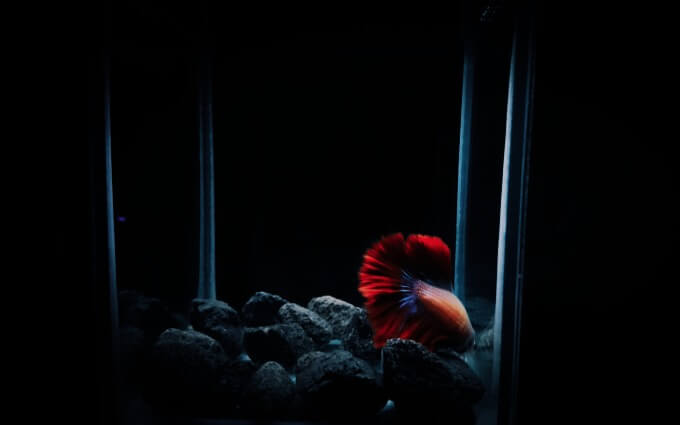 Un poisson Betta dormant dans l'aquarium