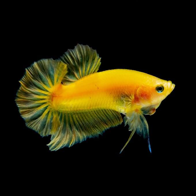Un poisson Betta aux couleurs vibrantes après avoir dormi