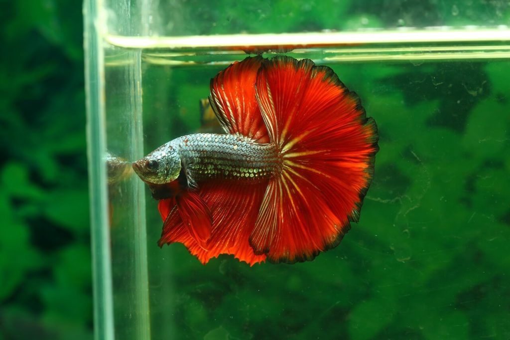 Durée de vie du poisson Betta dans un aquarium