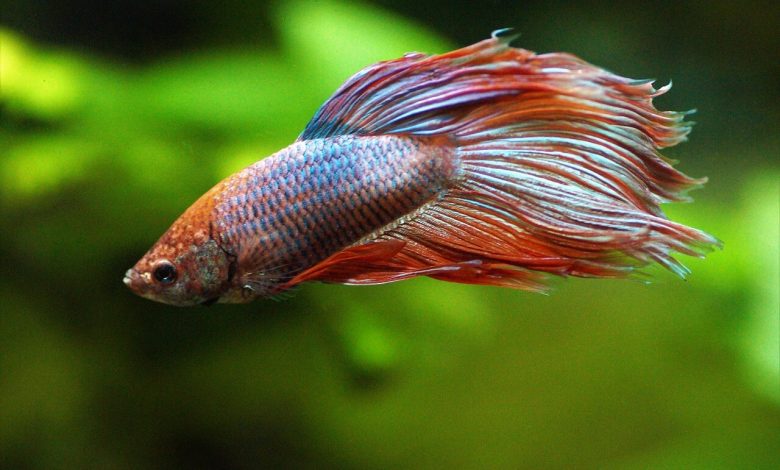 How long do betta fish live featured pic