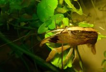 One Bamboo Shrimp sitting on a plant leaf