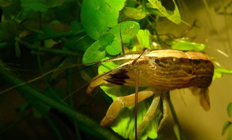 One Bamboo Shrimp sitting on a plant leaf