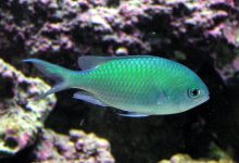 A Blue Green Chromis swimming in a saltwater tank