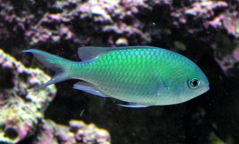 A Blue Green Chromis swimming in a saltwater tank