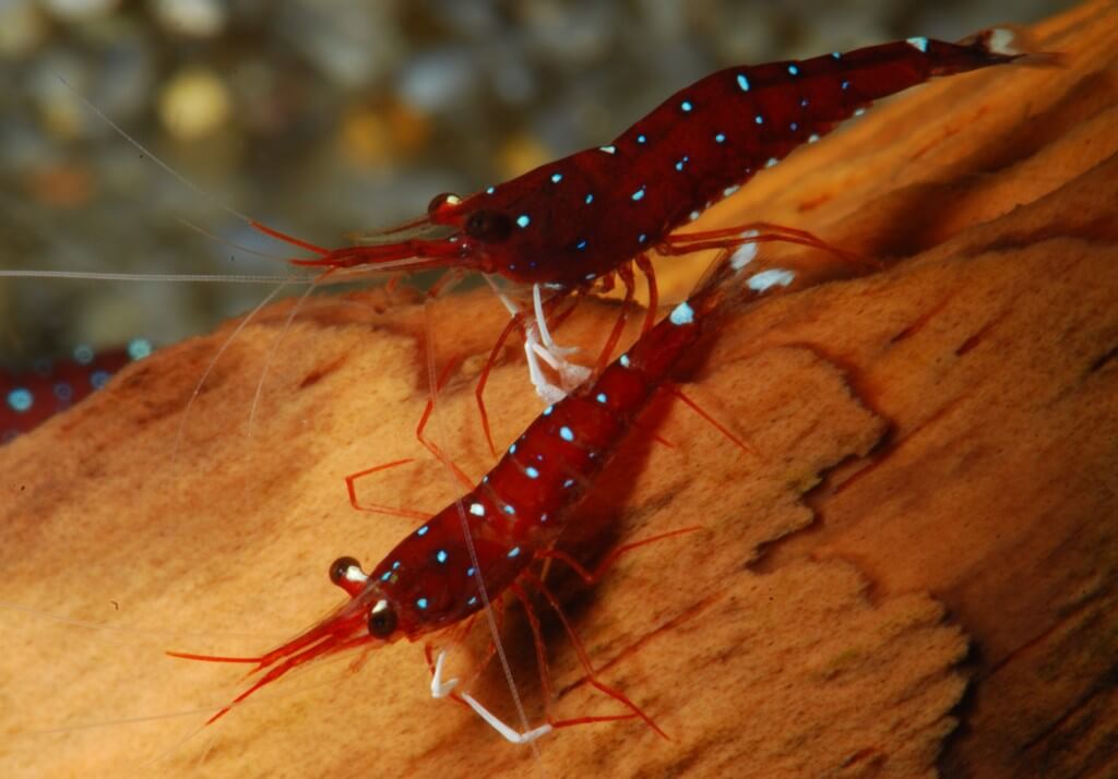 Deux crevettes Cardinal Sulawesi dans un aquarium d'eau douce