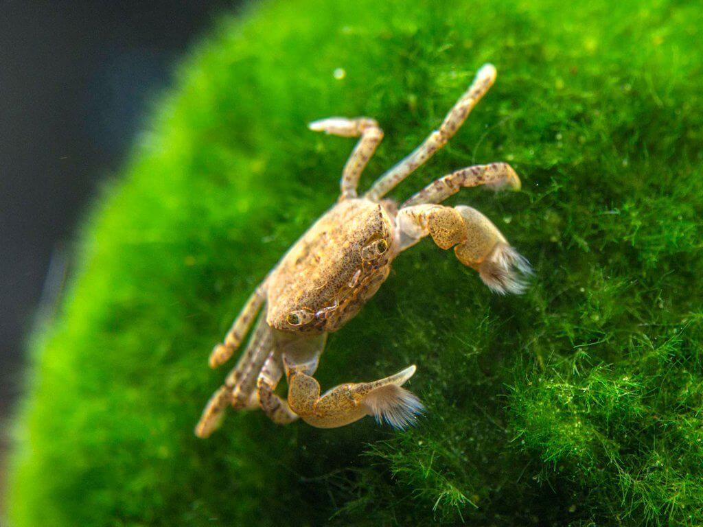 Un crabe Pom Pom d'eau douce debout sur une plante