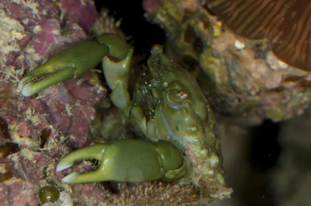 Une femelle crabe émeraude