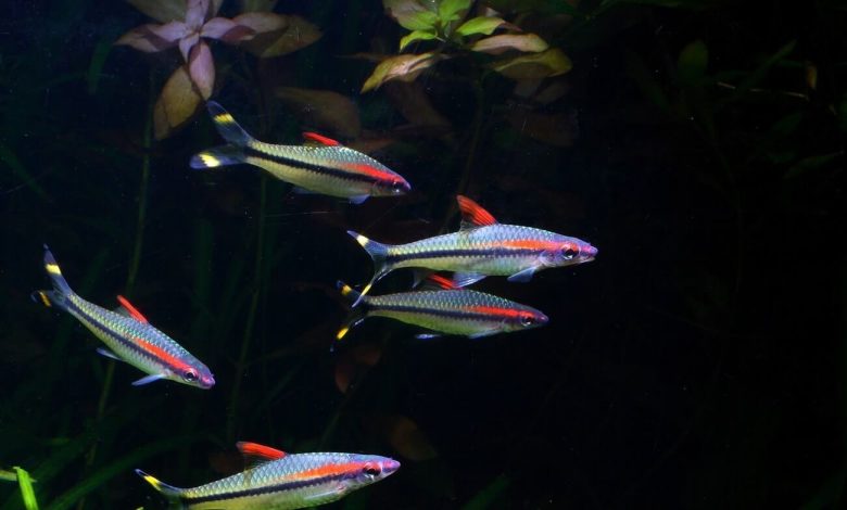 A group of Denison Barbs swimming in a freshwater aquarium